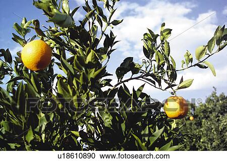 Stock Image - Fruit, Fruits, Orange, Orange fruit, Oranges, Orange fruits, Skin. Fotosearch
