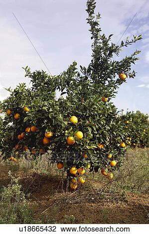 Stock Image - Fruit, Fruits, Orange, Orange fruit, Oranges, Orange fruits, Skin. Fotosearch