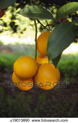 Stock Image - Fruit, Fruits, Orange, Orange fruit, Skin, Rind, Tree. Fotosearch