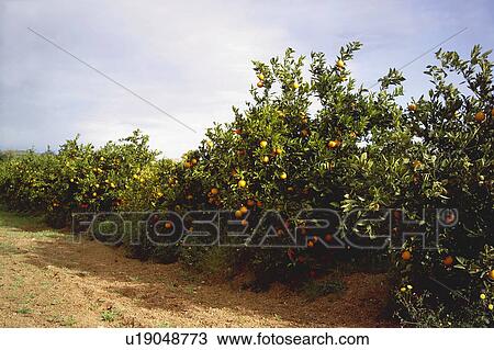 Stock Image - Fruit, Fruits, Orange, Orange fruit, Oranges, Orange fruits, Skin. Fotosearch