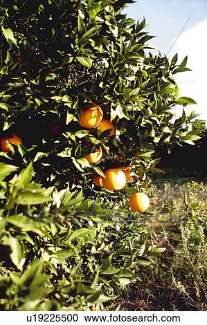 Fruit, Fruits, Orange, Orange fruit, Oranges, Orange fruits, Skin View Large Photo Image Stock Image - Fruit, Fruits, Orange, Orange fruit, Oranges, Orange fruits, Skin. Fotosearch