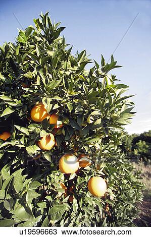 Fruit, Fruits, Orange, Orange fruit, Oranges, Orange fruits, Skin View Large Photo Image Stock Image - Fruit, Fruits, Orange, Orange fruit, Oranges, Orange fruits, Skin. Fotosearch