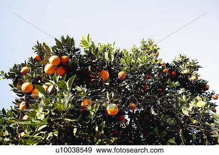 Fruit, Fruits, Orange, Orange fruit, Oranges, Orange fruits, Skin View Large Photo Image Stock Photo - Fruit, Fruits, Orange, Orange fruit, Oranges, Orange fruits, Skin. Fotosearch
