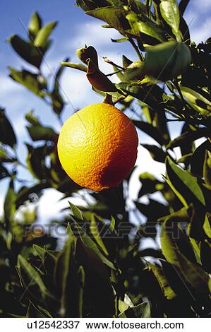 Stock Photo - Fruit, Fruits, Orange, Orange fruit, Skin, Rind, Tree. Fotosearch