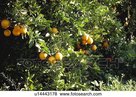 Stock Photo - Fruit, Fruits, Orange, Orange fruit, Oranges, Orange fruits, Skin. Fotosearch