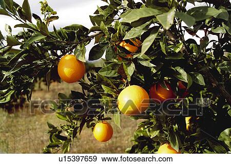 Stock Photo - Fruit, Fruits, Orange, Orange fruit, Oranges, Orange fruits, Skin. Fotosearch