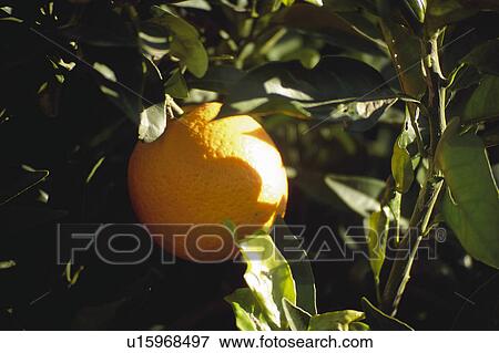 Stock Photo - Fruit, Fruits, Orange, Orange fruit, Skin, Rind, Tree. Fotosearch