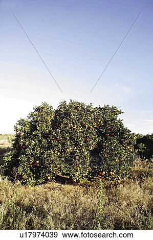 Stock Photo - Fruit, Fruits, Orange, Orange fruit, Oranges, Orange fruits, Skin. Fotosearch