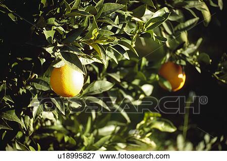 Stock Photo - Fruit, Fruits, Orange, Orange fruit, Oranges, Orange fruits, Skin. Fotosearch