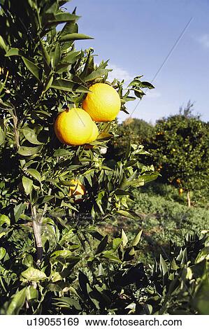 Stock Photo - Fruit, Fruits, Orange, Orange fruit, Oranges, Orange fruits, Skin. Fotosearch