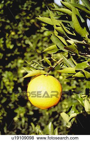 Fruit, Fruits, Orange, Orange fruit, Skin, Rind, Tree View Large Photo Image Stock Photo - Fruit, Fruits, Orange, Orange fruit, Skin, Rind, Tree. Fotosearch