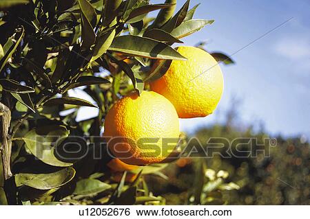 Stock Photograph - Fruit, Fruits, Orange, Orange fruit, Oranges, Orange fruits, Skin. Fotosearch