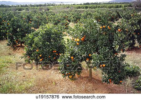 Stock Photograph - Fruit, Fruits, Orange, Orange fruit, Oranges, Orange fruits, Skin. Fotosearch