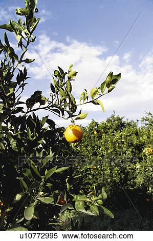 Fruit, Fruits, Orange, Orange fruit, Oranges, Orange fruits, Skin View Large Photo Image Stock Photography - Fruit, Fruits, Orange, Orange fruit, Oranges, Orange fruits, Skin. Fotosearch
