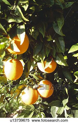 Stock Photography - Fruit, Fruits, Orange, Orange fruit, Oranges, Orange fruits, Skin. Fotosearch