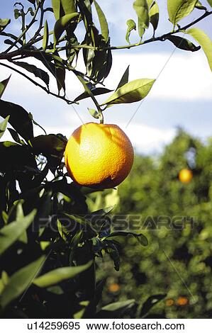 Fruit, Fruits, Orange, Orange fruit, Skin, Rind, Tree View Large Photo Image Stock Photography - Fruit, Fruits, Orange, Orange fruit, Skin, Rind, Tree. Fotosearch