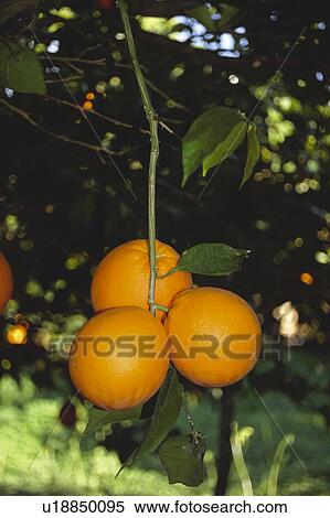 Stock Photography - Fruit, Fruits, Orange, Orange fruit, Oranges, Orange fruits, Skin. Fotosearch