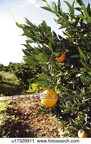 Stock Image - Fruit, Fruits, Orange, Oranges, Orange fruit, Orange fruits, Skin. Fotosearch