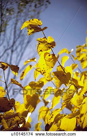 Picture - Nature, Leaf, Leaves, Tree, Botany, Botanical, Plant. Fotosearch