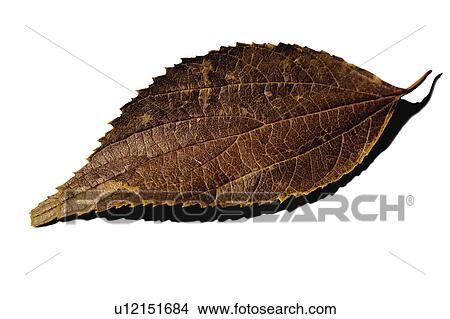 Picture - Nature, Leaf, Leaves, Tree, Botany, Botanical, Autumn. Fotosearch