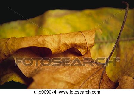 Picture - Nature, Leaf, Leaves, Tree, Botany, Botanical, Autumn. Fotosearch