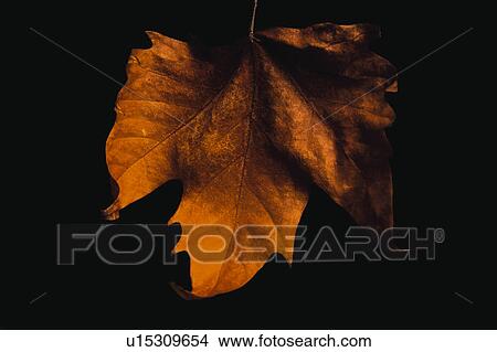 Picture - Nature, Leaf, Leaves, Tree, Botany, Botanical, Autumn. Fotosearch