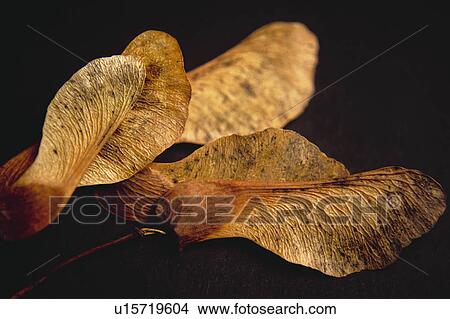 Nature, Leaf, Leaves, Tree, Botany, Botanical, Autumn View Large Photo Image Picture - Nature, Leaf, Leaves, Tree, Botany, Botanical, Autumn. Fotosearch