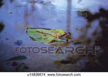Nature, Leaf, Leaves, Tree, Botany, Botanical, Autumn View Large Photo Image Picture - Nature, Leaf, Leaves, Tree, Botany, Botanical, Autumn. Fotosearch