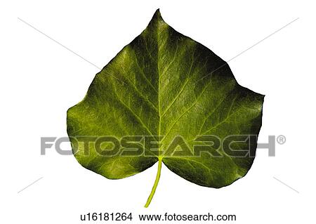Nature, Leaf, Leaves, Tree, Botany, Botanical, Blade View Large Photo Image Picture - Nature, Leaf, Leaves, Tree, Botany, Botanical, Blade. Fotosearch