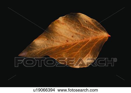 Picture - Nature, Leaf, Leaves, Tree, Botany, Botanical, Autumn. Fotosearch