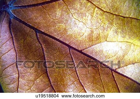 Picture - Nature, Leaf, Leaves, Tree, Botany, Botanical, Nerves. Fotosearch
