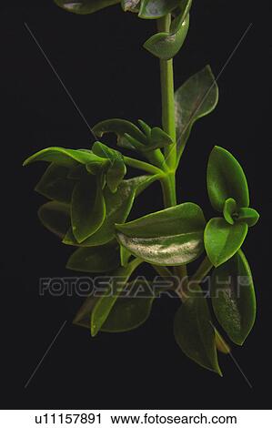 Stock Image - Nature, Leaf, Leaves, Tree, Botany, Botanical, Plant. Fotosearch