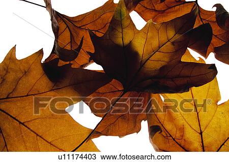 Nature, Leaf, Leaves, Tree, Botany, Botanical, Autumn View Large Photo Image Stock Image - Nature, Leaf, Leaves, Tree, Botany, Botanical, Autumn. Fotosearch