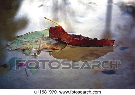 Nature, Leaf, Leaves, Tree, Botany, Botanical, Autumn View Large Photo Image Stock Image - Nature, Leaf, Leaves, Tree, Botany, Botanical, Autumn. Fotosearch