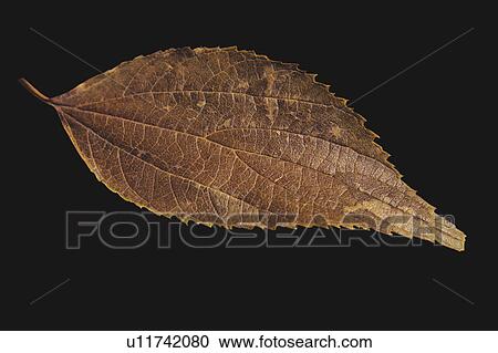 Stock Image - Nature, Leaf, Leaves, Tree, Botany, Botanical, Autumn. Fotosearch