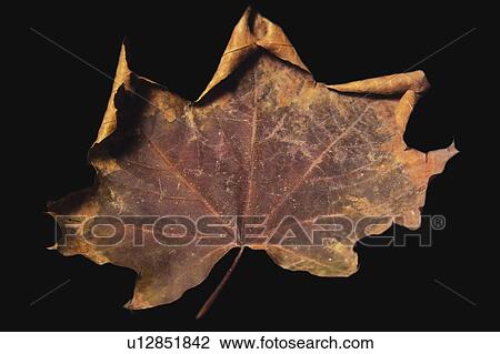 Nature, Leaf, Leaves, Tree, Botany, Botanical, Autumn View Large Photo Image Stock Image - Nature, Leaf, Leaves, Tree, Botany, Botanical, Autumn. Fotosearch