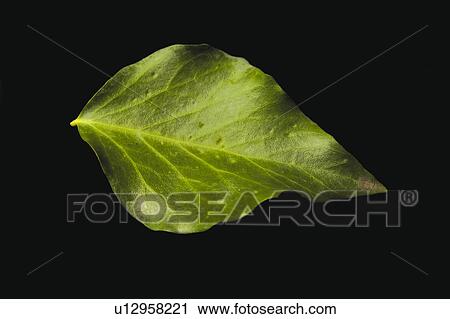 Stock Image - Nature, Leaf, Leaves, Tree, Botany, Botanical, Blade. Fotosearch