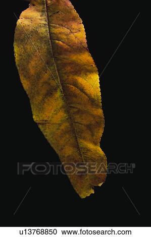 Stock Image - Nature, Leaf, Leaves, Tree, Botany, Botanical, Autumn. Fotosearch