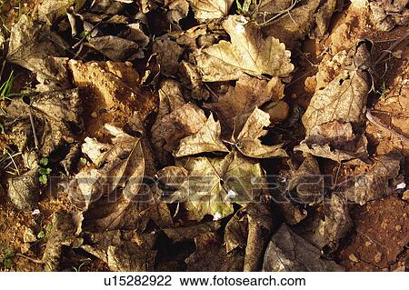 Stock Image - Nature, Leaf, Leaves, Tree, Botany, Botanical, Autumn. Fotosearch