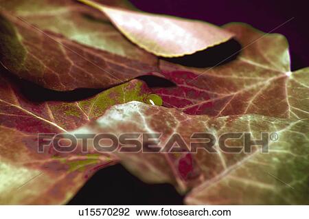 Stock Image - Nature, Leaf, Leaves, Tree, Botany, Botanical, Blade. Fotosearch
