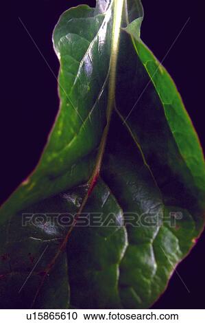 Stock Image - Nature, Leaf, Leaves, Tree, Botany, Botanical, Blade. Fotosearch