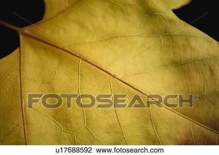 Stock Image - Nature, Leaf, Leaves, Tree, Botany, Botanical, Autumn. Fotosearch