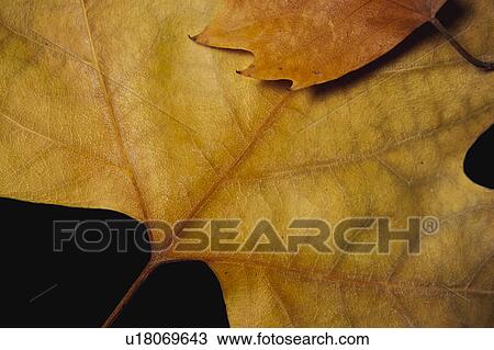 Nature, Leaf, Leaves, Tree, Botany, Botanical, Autumn View Large Photo Image Stock Image - Nature, Leaf, Leaves, Tree, Botany, Botanical, Autumn. Fotosearch