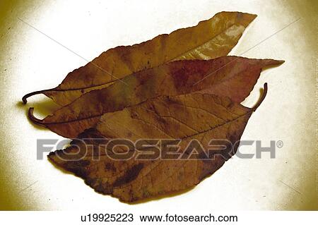 Stock Image - Nature, Leaf, Leaves, Tree, Botany, Botanical, Autumn. Fotosearch