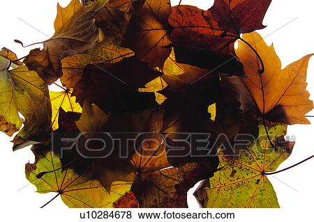 Nature, Leaf, Leaves, Tree, Botany, Botanical, Autumn View Large Photo Image Stock Photo - Nature, Leaf, Leaves, Tree, Botany, Botanical, Autumn. Fotosearch