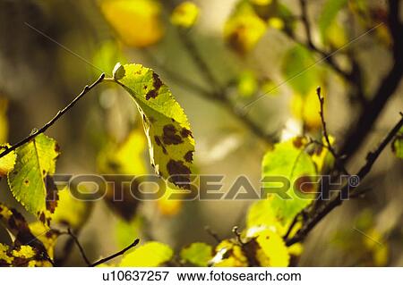 Nature, Leaf, Leaves, Tree, Botany, Botanical, Plant View Large Photo Image Stock Photo - Nature, Leaf, Leaves, Tree, Botany, Botanical, Plant. Fotosearch