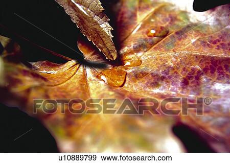 Stock Photo - Nature, Leaf, Leaves, Tree, Botany, Botanical, Autumn. Fotosearch