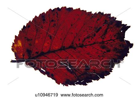 Stock Photo - Nature, Leaf, Leaves, Tree, Botany, Botanical, Autumn. Fotosearch