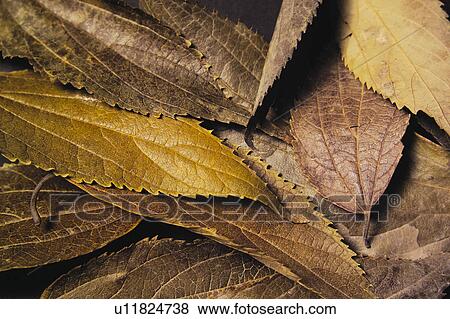 Stock Photo - Nature, Leaf, Leaves, Tree, Botany, Botanical, Autumn. Fotosearch