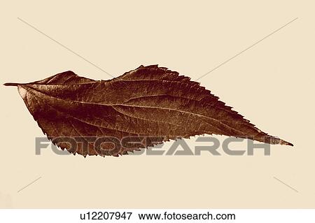 Nature, Leaf, Leaves, Tree, Botany, Botanical, Autumn View Large Photo Image Stock Photo - Nature, Leaf, Leaves, Tree, Botany, Botanical, Autumn. Fotosearch